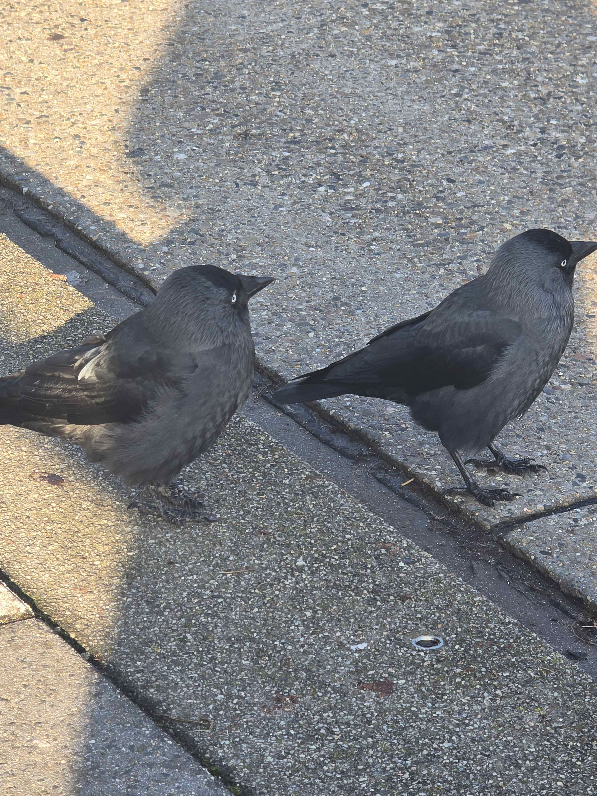 Two little jackdaws standing in line with one another on the cement