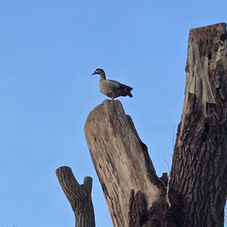 A brown duck perches on high on the tip of a massive dead tree, which is mostly out of frame, but indicated by how large the branches are