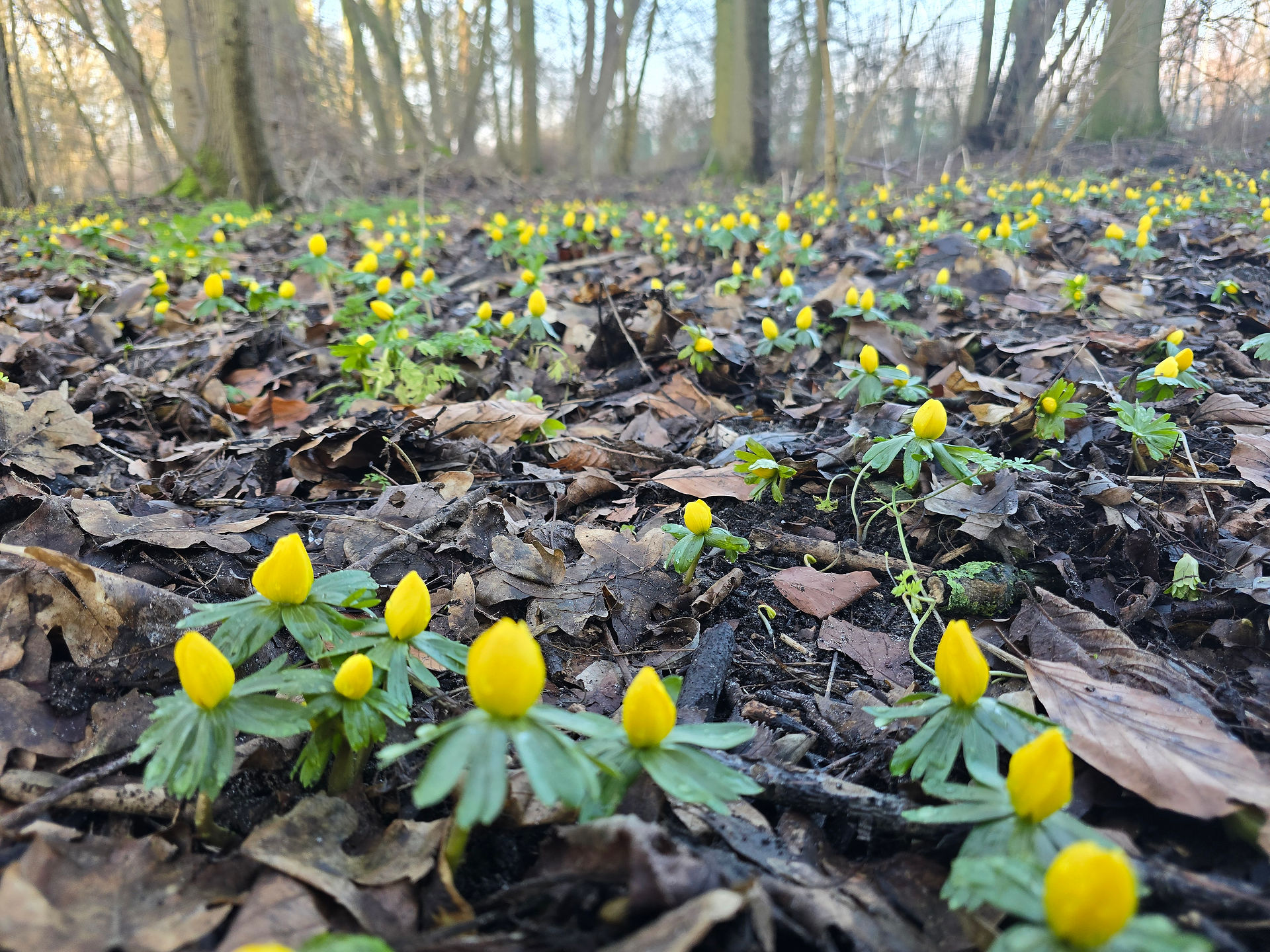 A field of winter aconite, spanning the entire view of the camera, dotting yellow across the browns iof the layer of decaying leaves 
