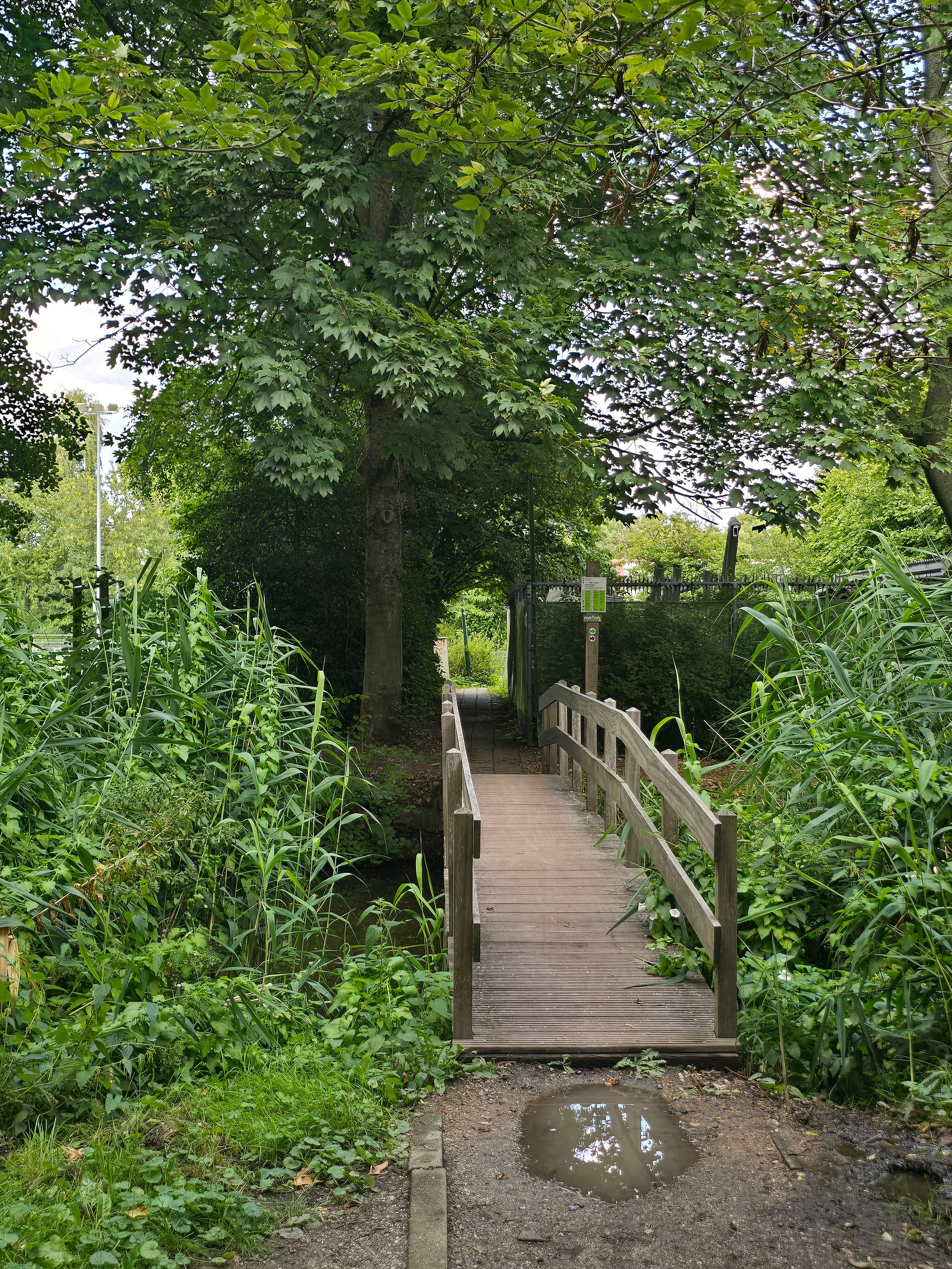 Another woods shot, but with a wooden pedestrian bridge over water