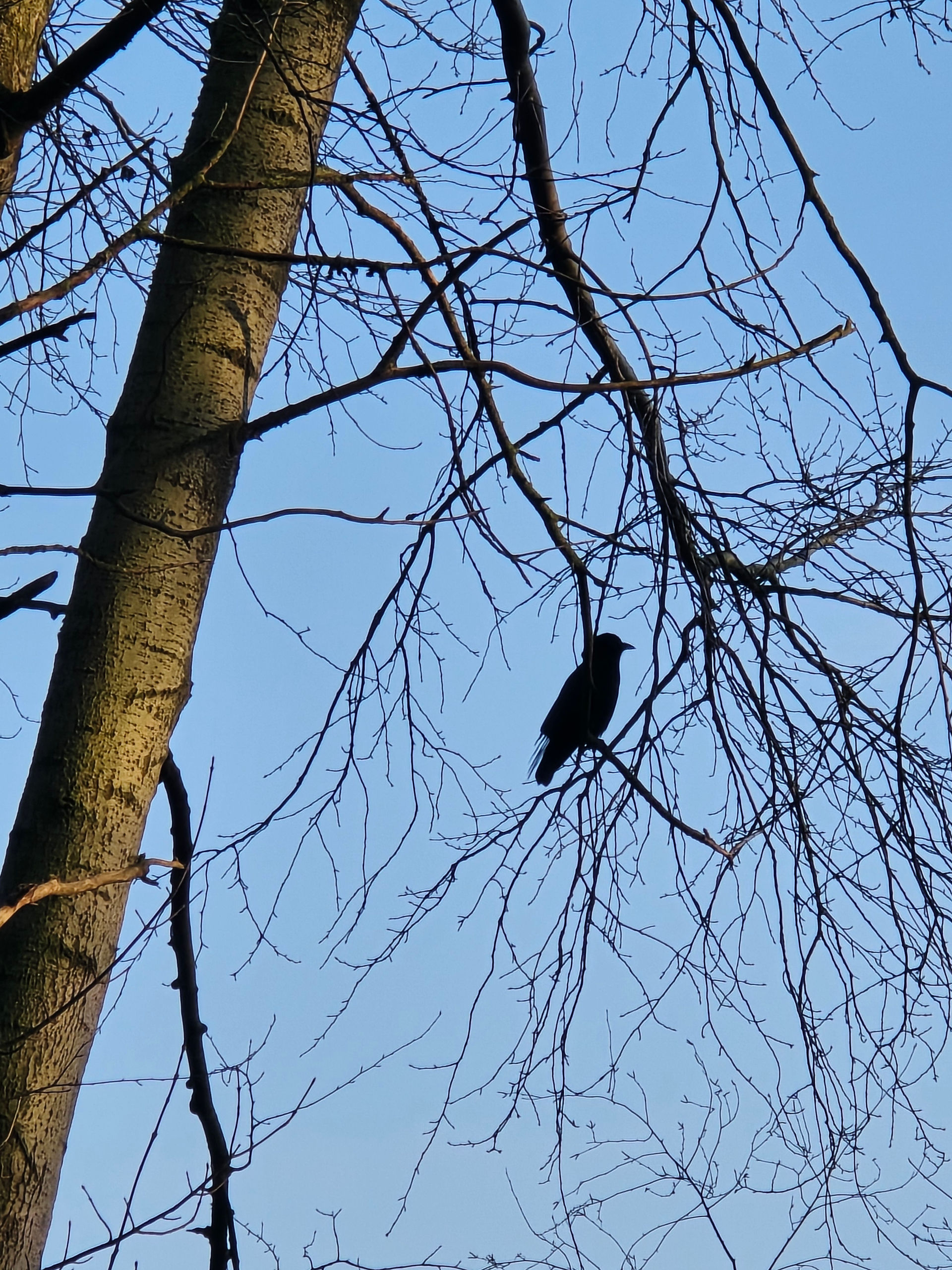 A stately silhouette of a crow in a tree