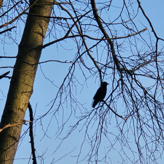 A stately silhouette of a crow in a tree