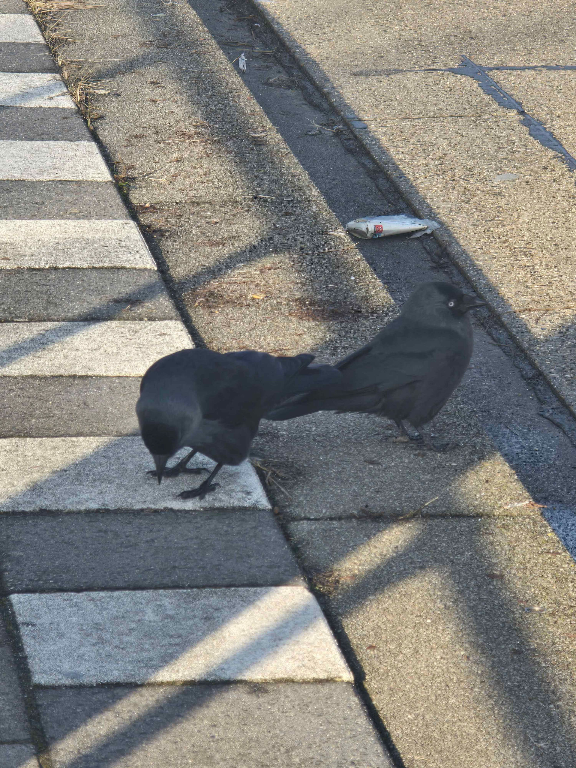 The same two birbs, this time one of them investigating his little foot with his beak