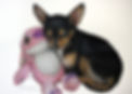 Stitch.jpg