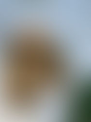 昨日の収穫です