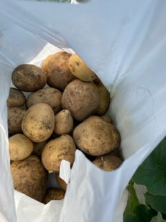 昨日の収穫です