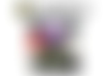 Cambox Brand Ambassador