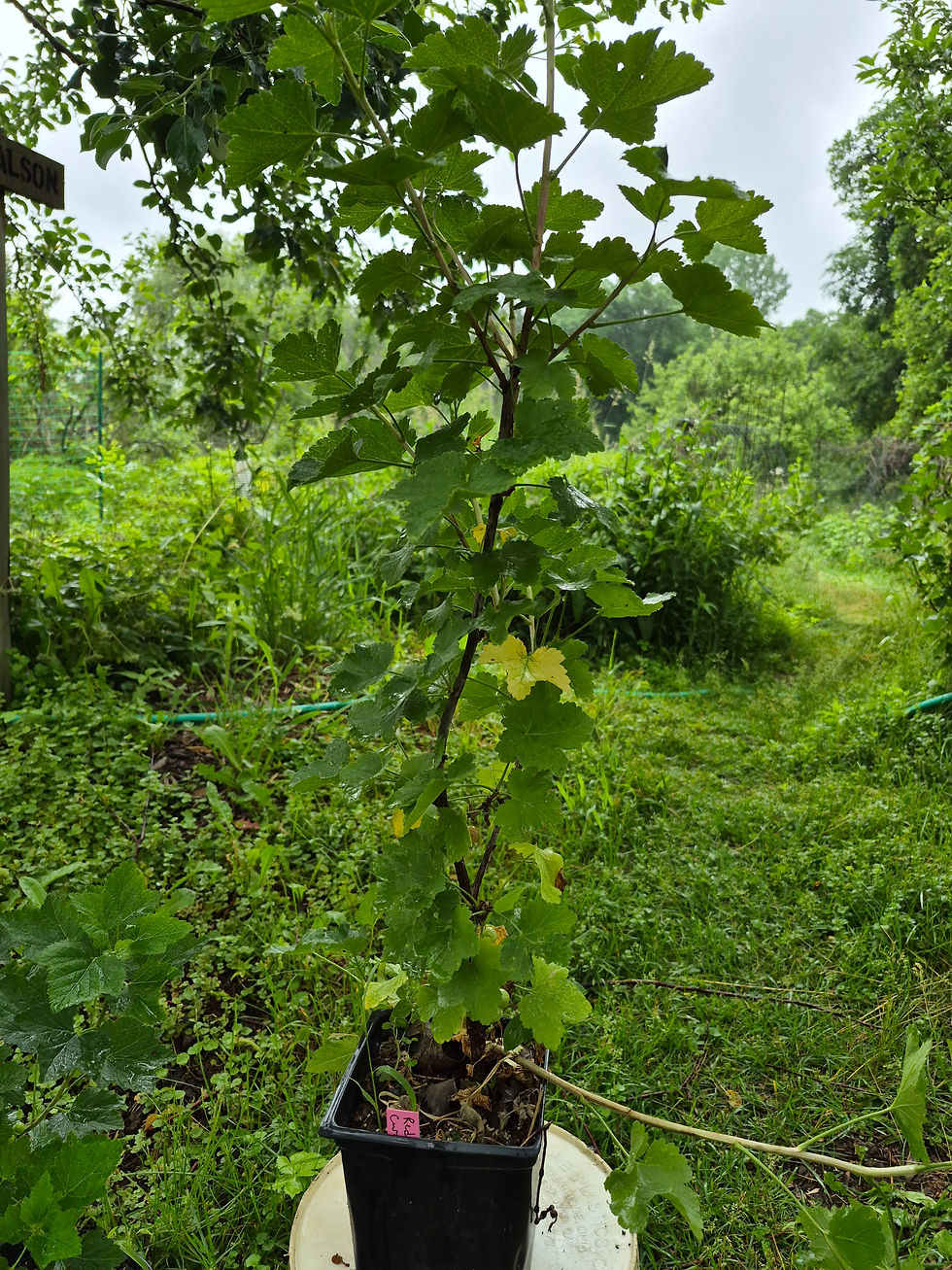 Thumbnail: Red Lake Currant