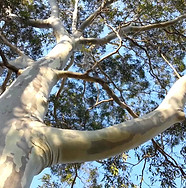 Spotted Gum.jpg