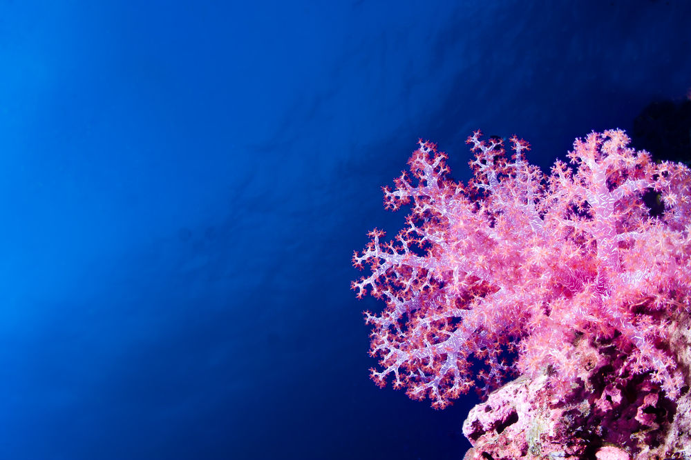 shutterstock_pink-carnation-coral.jpg