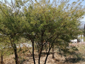Palo Dulce: un árbol alternativo para la mitigación del cambio climático.