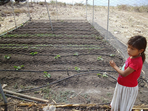 Programa Arbolado Urbano. PlantemosConciencia