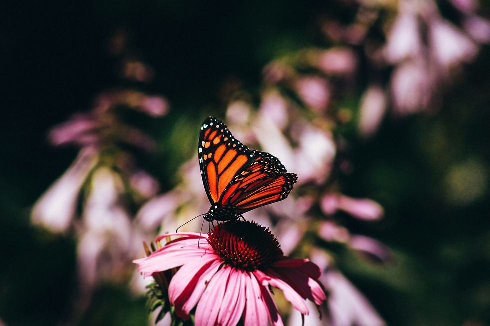 erin-minuskin-rJzqVzJjcpI-unsplash.jpg