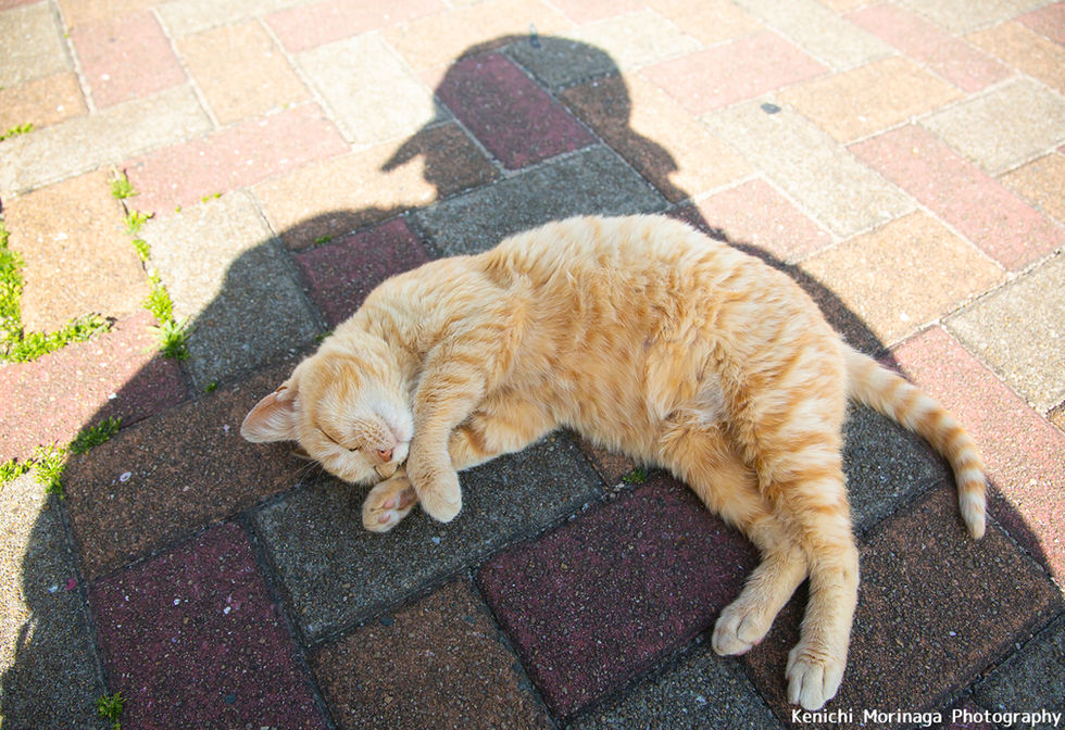 猫写真家 森永健一 Cat photographer Kenichi Morinaga comedy pet photography awards overall winner