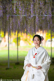 中山の大藤 柳川 藤の花 花嫁船 福岡結婚写真 wisteria 結婚写真 結婚撮影 出張撮影 前撮りロケーションフォト ブライダルカメラマン 森永健一