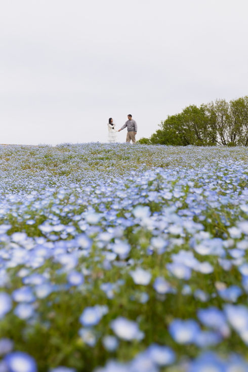Uminonakamichi seaside park Nemophila in Fukuoka.Fukuoka pre-wedding photo.