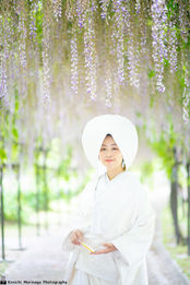 中山の大藤 柳川 藤の花 花嫁船 福岡結婚写真 wisteria 結婚写真 結婚撮影 出張撮影 前撮りロケーションフォト ブライダルカメラマン 森永健一