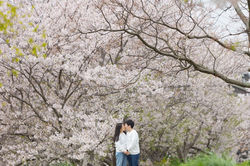 Sakura engagement