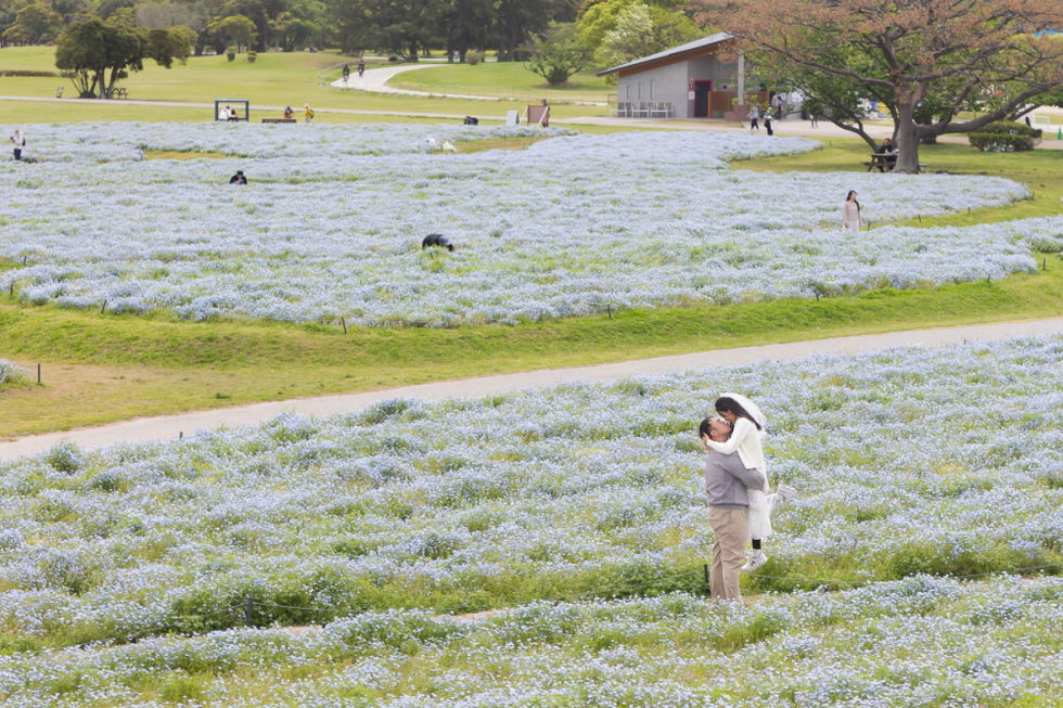Uminonakamichi seaside park Nemophila in Fukuoka.Fukuoka pre-wedding photo.