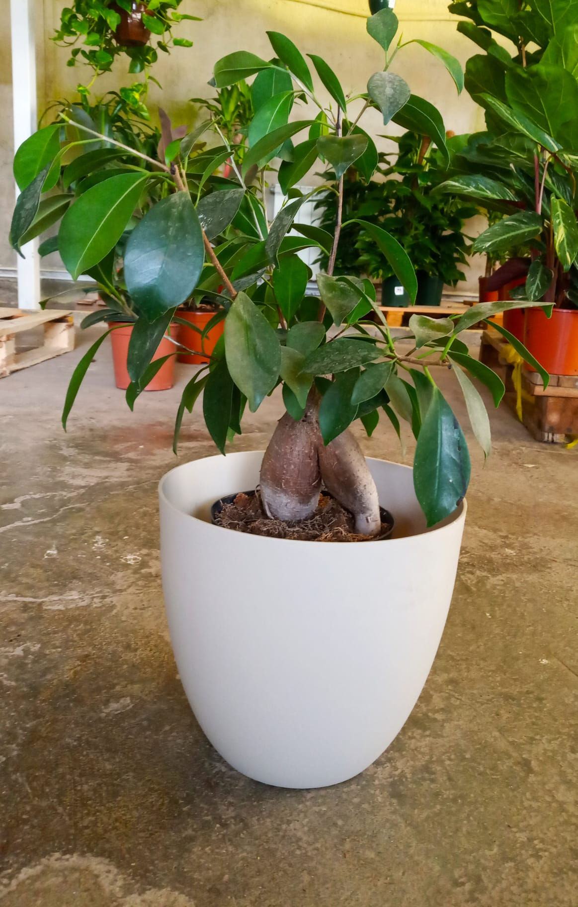 Ficus Nítida
