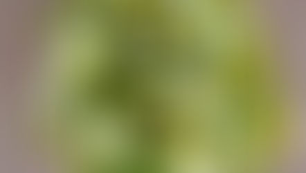 El  atardecer de las flores