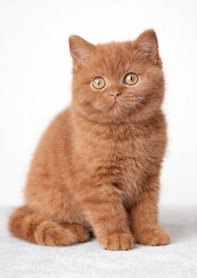 cinnamon British Shorthair kitten