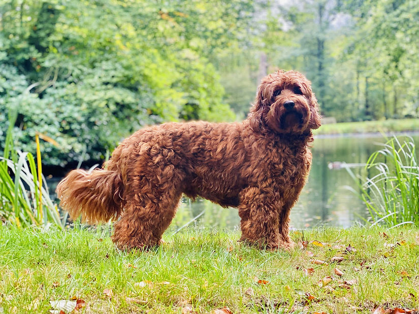 Labradoodle zijkant