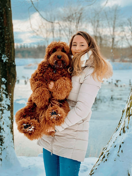 Labradoodle cute