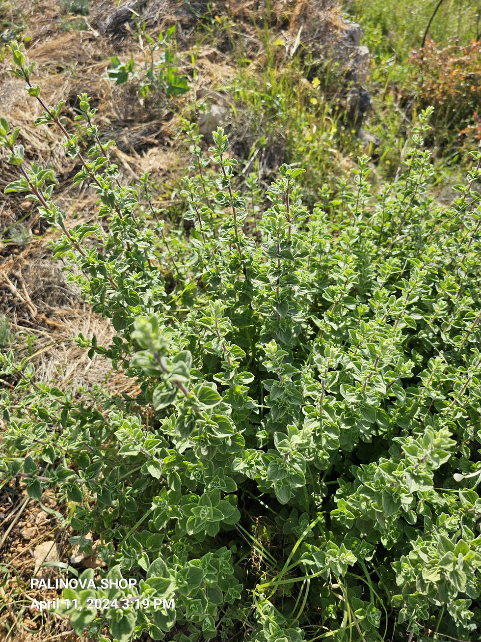 Vista general de Origanum syriacum creciendo en un terreno mediterráneo seco