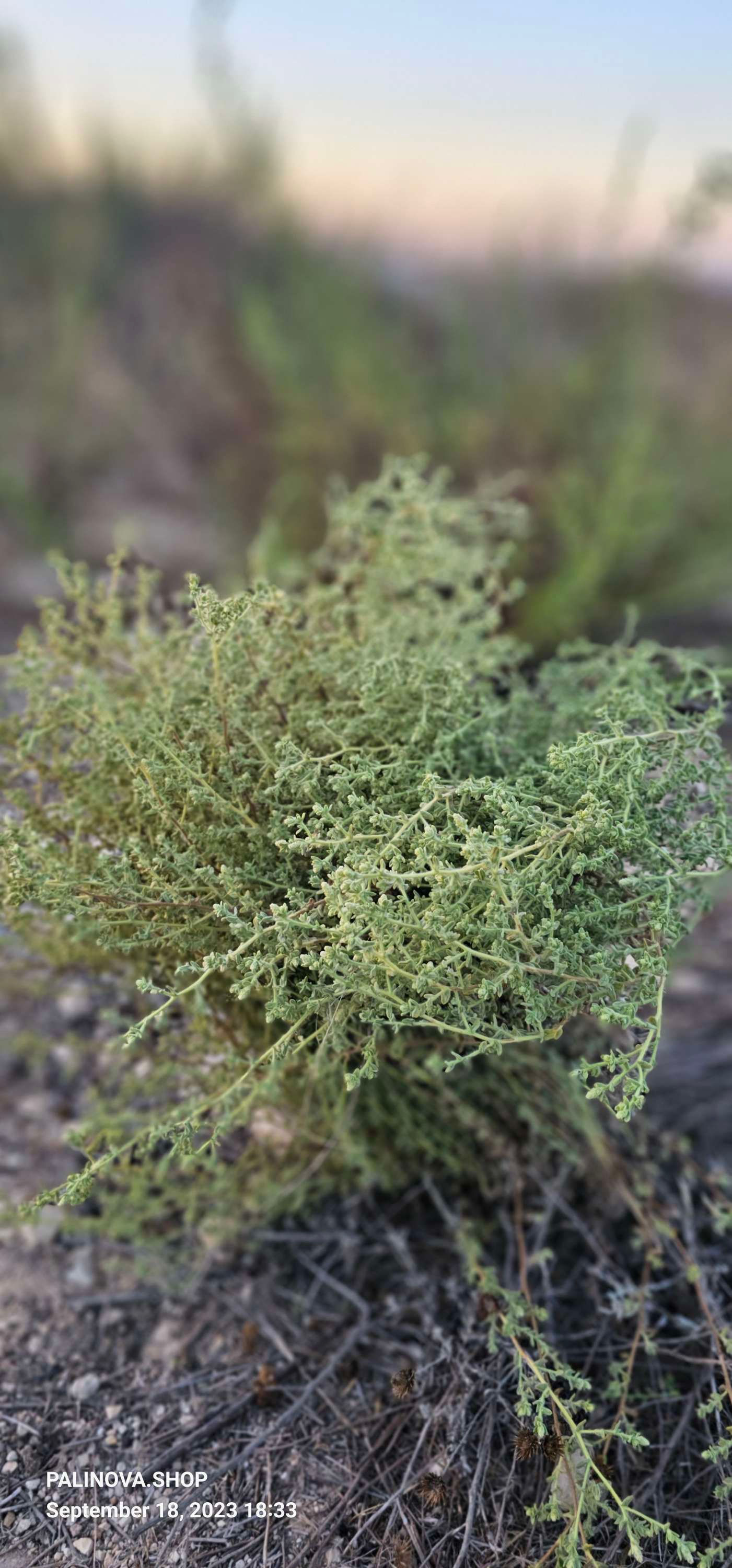 Varthemia Iphionoides