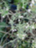 High angle view of rocky Mediterranean hillside with wild Micromeria fruticosa shrubs