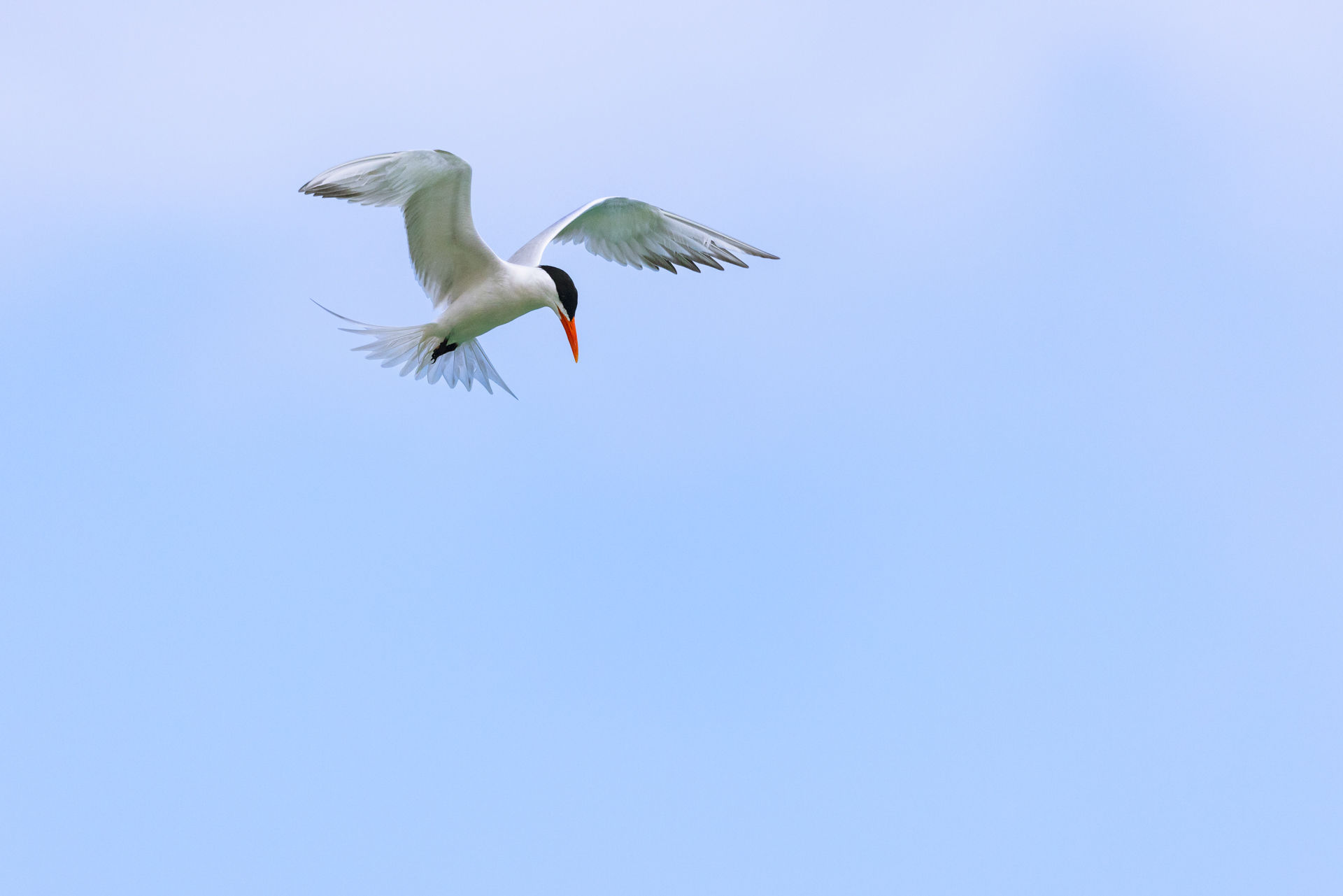 Royal Tern, while my clients were out snorkelling. Yes there was beach time!