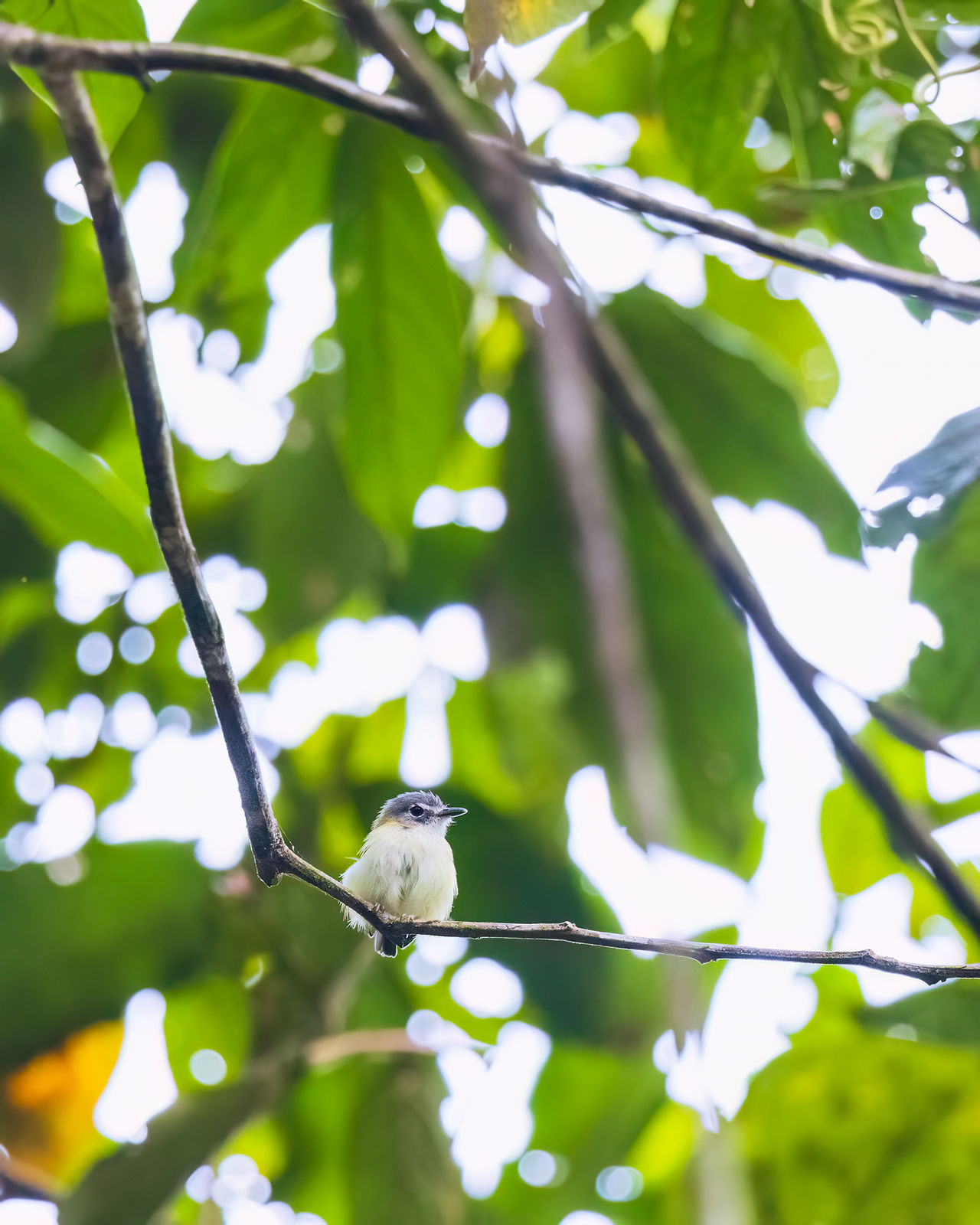 Short-tailed Pygmy-Tyrant, another hard-to-find target.