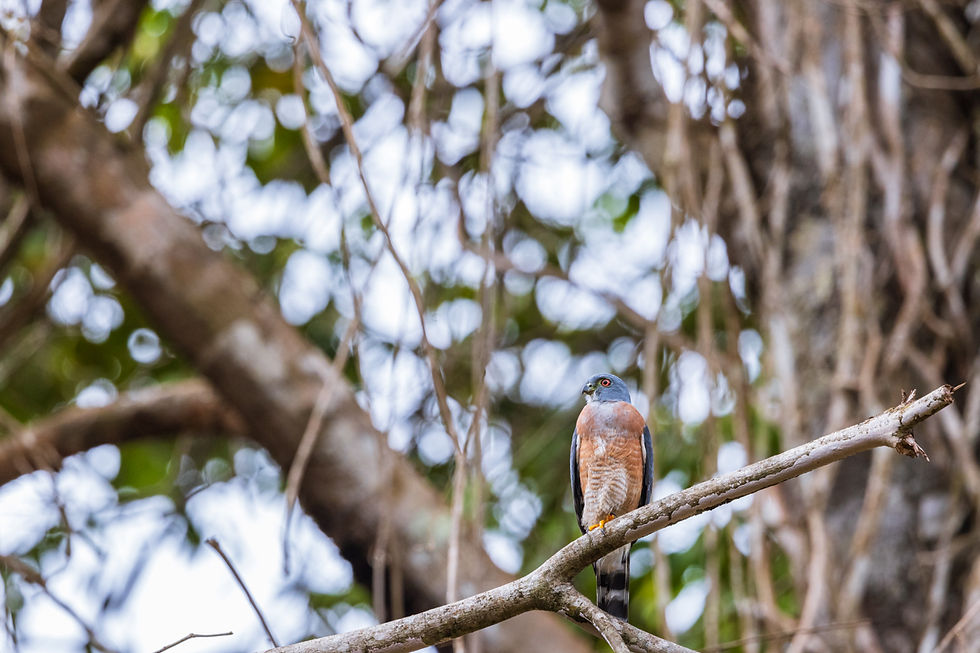 Double-toothed Kite