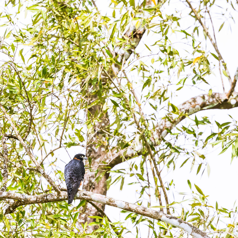 Orange-breasted Falcon