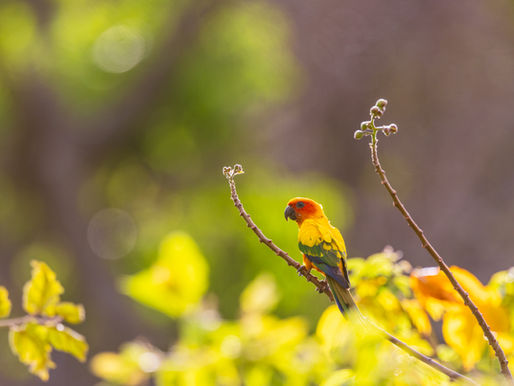 Quick-fire Birding Bonanza in Guyana