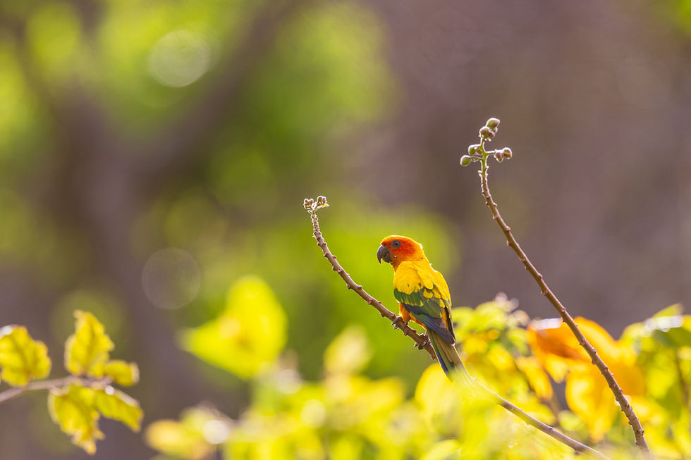 Quick-fire Birding Bonanza in Guyana