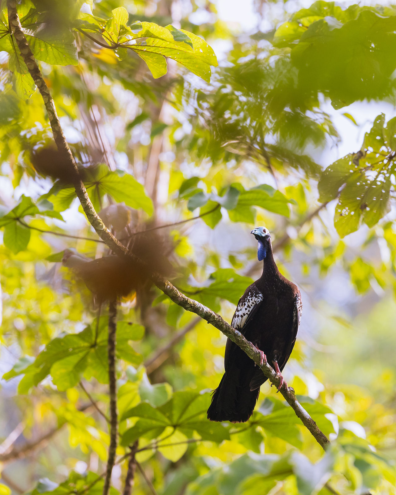 Trinidad Piping-Guan, one of several seen that afternoon.