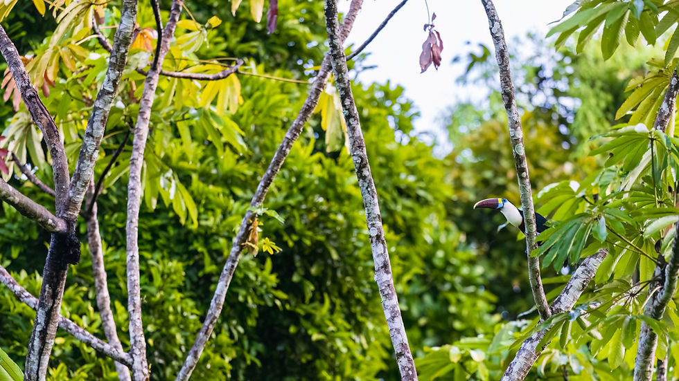 The forest at Iwokrama is a maze of giant leaves and tangled branches. Birds, even large ones such as this White-throated Toucan, are often difficult to locate.