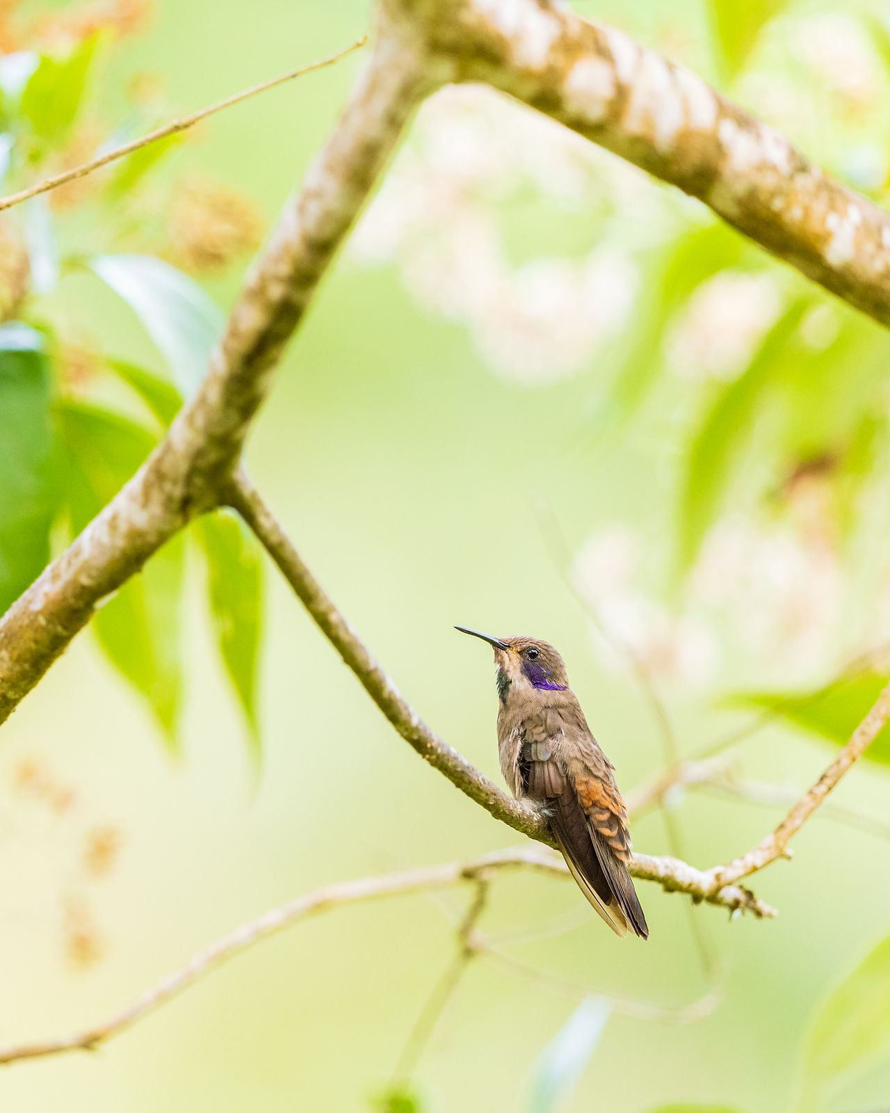 Brown Violetear