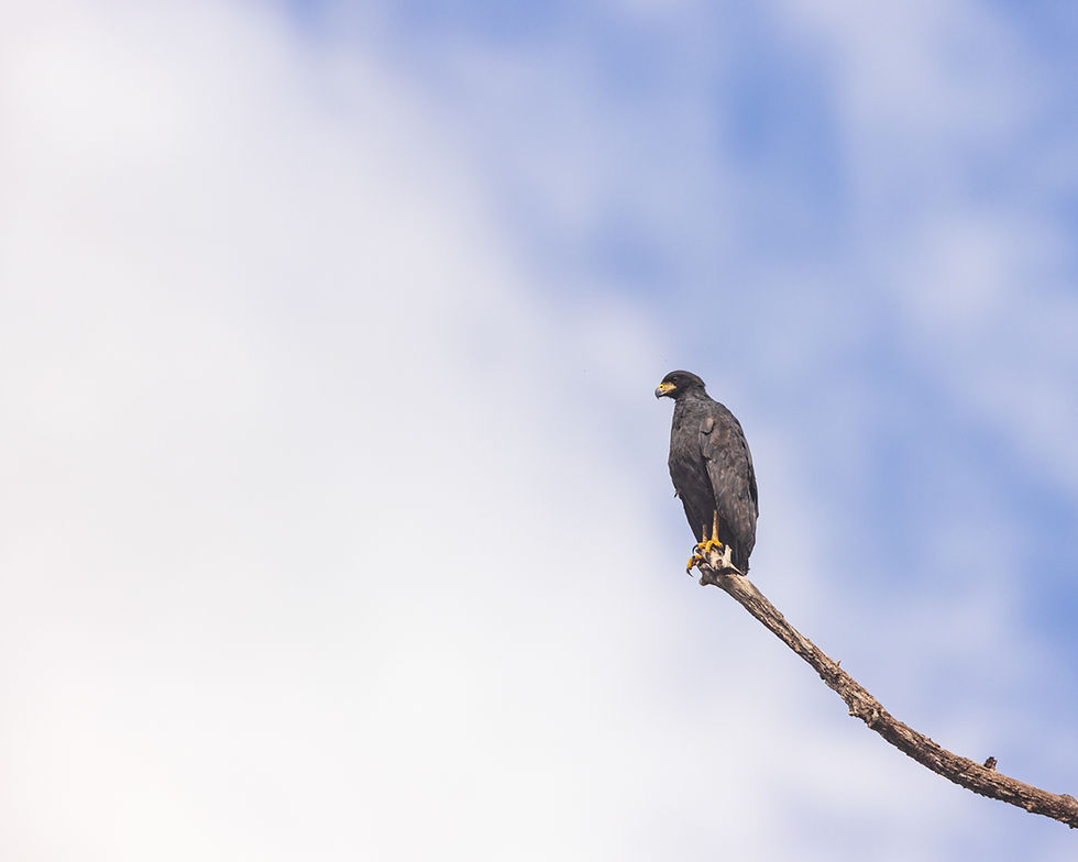 This Great Black Hawk perched on an emergent snag above the road was another such character that needed its picture taken. 