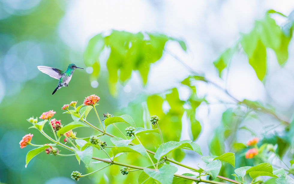 Blue-chinned Sapphire