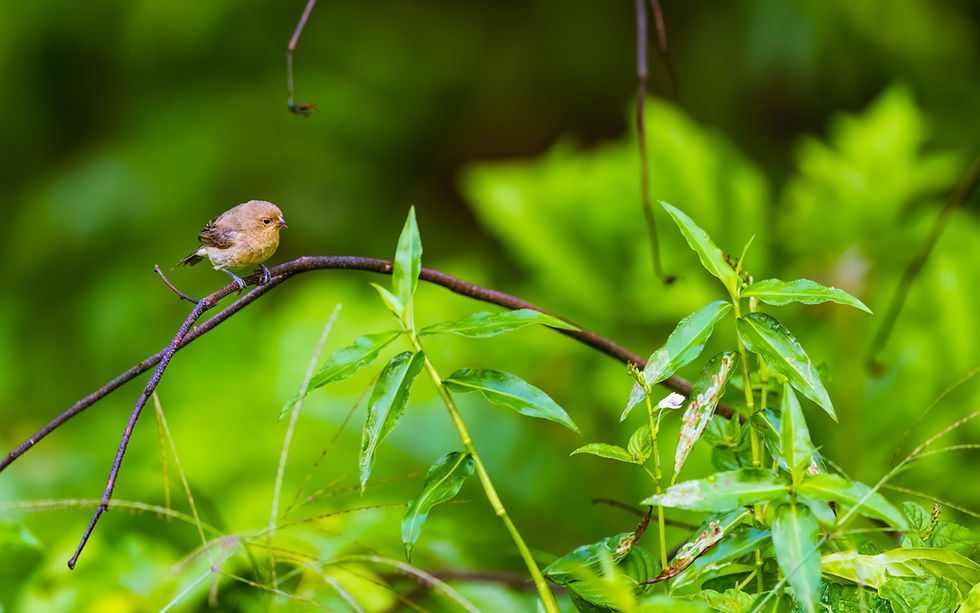 As with most seedeaters, proximity to easily identifiable males makes identifying this female Chestnut-bellied Seedeater much more straightforward. 