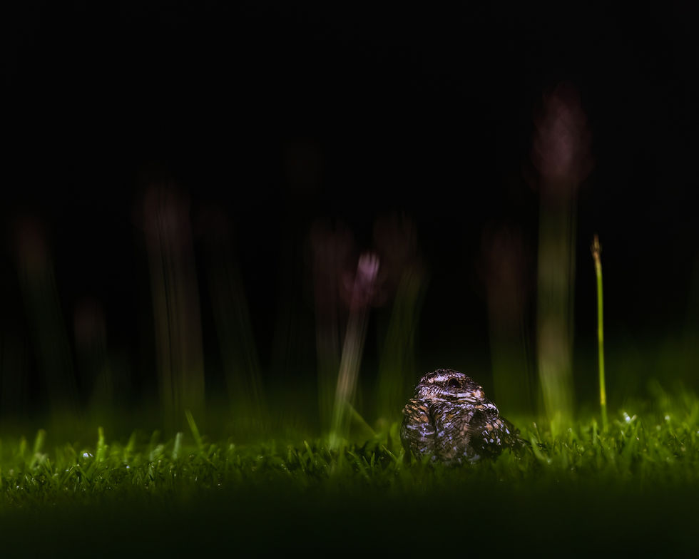 Ladder-tailed Nightjar