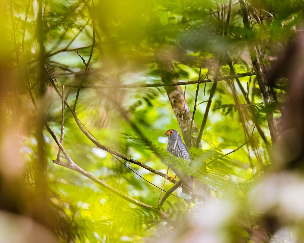 My personal favourite of the forest trails we traversed that day was this Barred Forest-Falcon. Each perceptible frame within the frame illustrates the level of concealment these birds typically employ.