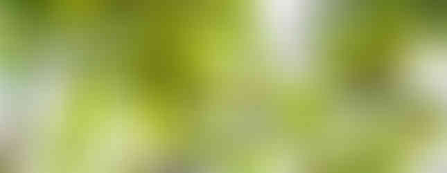 A partially leucistic Yellow-legged Thrush, singing heartily.