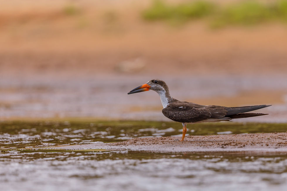 If you're thinking that this Black Skimmer looks a bit awkward, you'd be correct. It's an adoloscent.