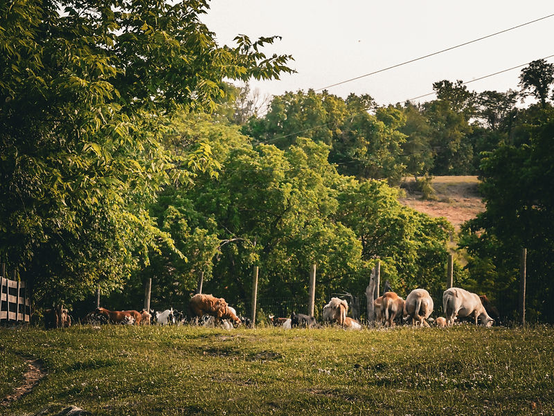 P1120490-2.jpg