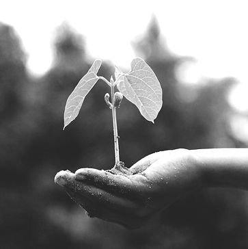 Ecologie