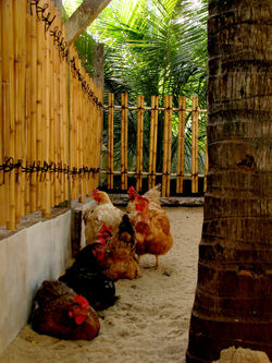 Novo cercado do galinheiro